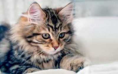 BİR KEDİDEN MEKTUP VAR