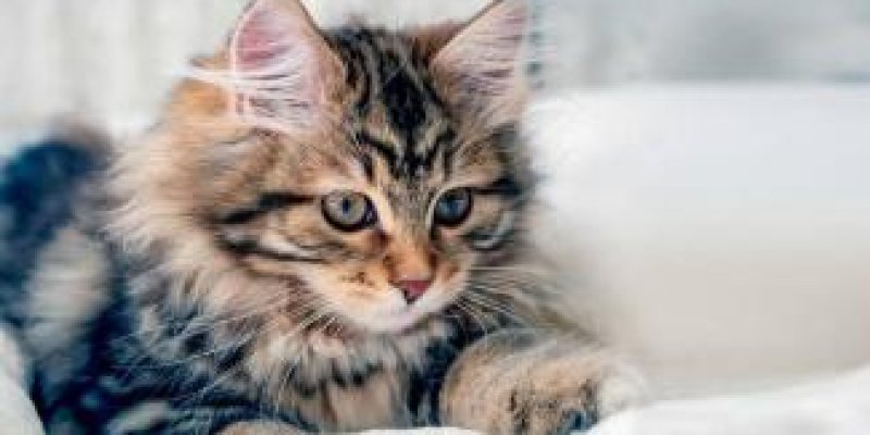 BİR KEDİDEN MEKTUP VAR