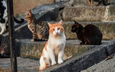 DIŞARDAKİLER