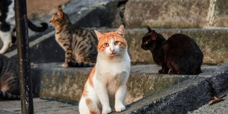 Bir grup kedi merdivenlerde oturuyor. Ön planda, beyaz ve turuncu renkli bir kedi dikkat çekiyor ve doğrudan kameraya bakıyor. Onun arkasında, siyah bir kedi ve daha arkada, gri ve kahverengi çizgili bir kedi var. Merdivenlerin farklı basamaklarında oturan bu kediler, sakin bir şekilde etrafı izliyor. Arka planda, duvar ve diğer kediler de seçilebiliyor. Ortam, açık havada ve bir sokakta.