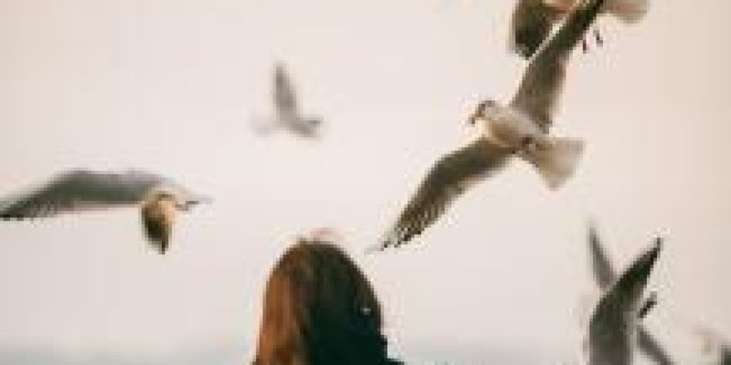 HAYAL KOLLEKSİYONCUSU