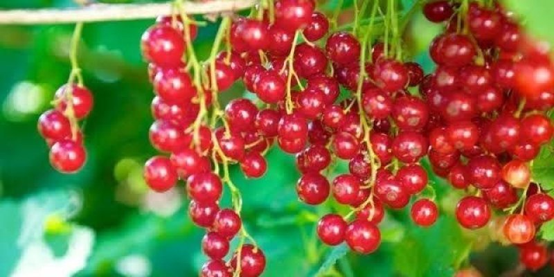 Bir dal üzerinde salkım halinde kırmızı kuş üzümü meyveleri, parlak kırmızı renkte ve yuvarlak şekilde. Arka planda yeşil yapraklar ve bulanık bir doğa manzarası var. Kuş üzümleri, dallardan sarkarak yoğun bir şekilde bir arada duruyor.