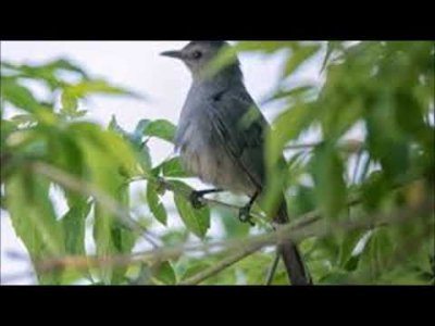 KUŞ SESLERİ ÇOĞALINCA