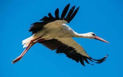 Hayallerimi İnciten Leylek