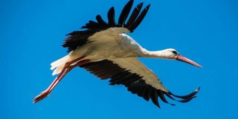 Hayallerimi İnciten Leylek