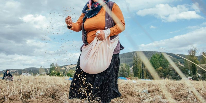 Tarla ortasında tohum eken bir kadın. Orta yaşlarda, buğday tenli, hafif kilolu, kahverengi tonlarında geniş bir tarlanın içinde ayakta duruyor. Başında mor, lacivert, turuncu ve pembe tonlarında desenli bir başörtüsü, üzerinde turuncu uzun kollu bir bluz ve morumsu bir yelek. Beline çapraz asılmış, önünde büyükçe sarkmış açık pembe bir bez torba taşıyor; torbanın ağzı açık ve içinden avuçladığı küçük tohumları sağ eliyle etrafa savuruyor, havada uçuşan çok sayıda küçük sarımsı tohum tanesi. Alt