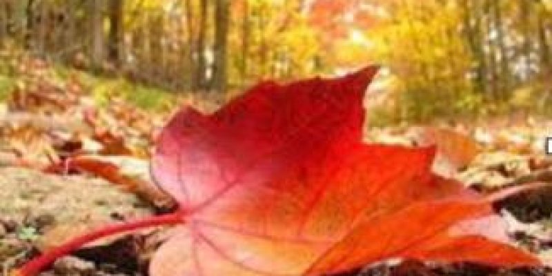 BİR KÜÇÜK EYLÜL MESELESİ