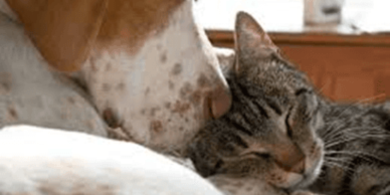 Bir köpek ve bir kedi birbirlerine sarılmış şekilde uyuyorlar. Köpek, kedinin başını yalıyor ve kedi huzurlu bir şekilde gözlerini kapamış. Her ikisi de rahat bir pozisyonda ve birbirlerine yakın duruyorlar.