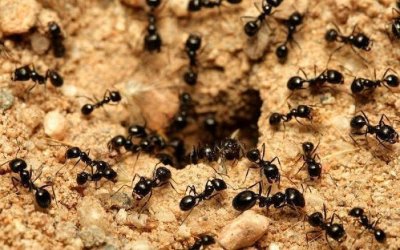 BİLİM DÜNYASINDA BU AY - OCAK 2025