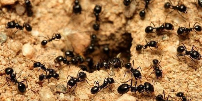 Toprak zeminde bir karınca yuvasının etrafında yoğun bir şekilde hareket eden siyah karıncalar görülüyor. Karıncaların çoğu yuvanın girişine doğru yönelmiş. Zemin, küçük taşlar ve kumla kaplı. Karıncaların parlak siyah renkleri, toprak zemin üzerinde belirgin bir şekilde dikkat çekiyor. Yuvanın girişi, fotoğrafın ortasında yer alıyor ve karıncalar bu girişin etrafında yoğunlaşmış.