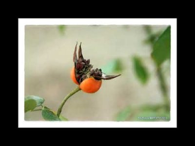 TOHUM EKİYORUM YOLLARA