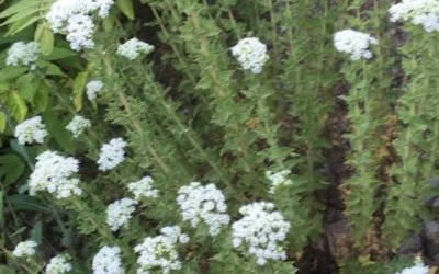 DOĞAL ANTİBİYOTİKLER