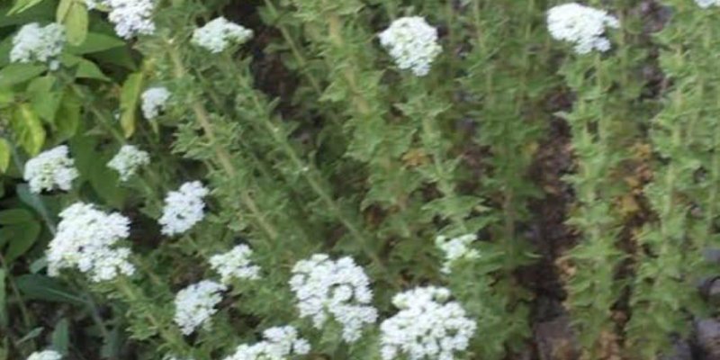 Beyaz çiçek salkımları olan yoğun yeşil bir bitki örtüsü. Çok sayıda küçük beyaz çiçekten oluşan yuvarlak kümeler, ince gövdeler üzerinde dağınık şekilde yer alıyor. Yapraklar dar ve ince, bitki genel olarak sık ve çalımsı görünüyor. Arka planda benzer yeşil yapraklar ve bazı koyu renkli toprak/bitki kalıntıları seçiliyor. Sol altta küçük bir kamera simgesi bulunuyor.