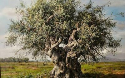 ZEYTİN AĞACIYLA SÖYLEŞİ