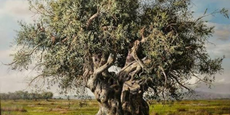 Geniş ve kıvrımlı gövdesiyle dikkat çeken yaşlı bir zeytin ağacı. Dalları oldukça yayılmış ve yaprakları gür. Arka planda, geniş bir açık alan ve ufukta dağlar var. Gökyüzü hafif bulutlu ve mavi tonlarda. Zeytin ağacı, doğal bir ortamda, toprak zemin üzerinde duruyor. Bu manzara, doğanın güzelliğini ve zeytin ağaçlarının karakteristik yapısını yansıtıyor.