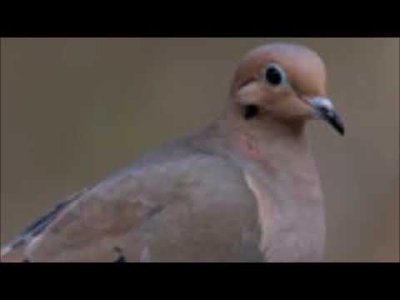 EVRENİN DİLİ SEVGİ