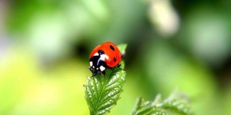 Yeşil bir yaprağın üzerinde duran bir uğur böceği, parlak kırmızı renkte ve üzerinde siyah benekler bulunuyor. Arka plan bulanık ve yeşil tonlarında, bu da uğur böceğini ve yaprağı ön plana çıkarıyor. Yaprak, ince ve kıvrımlı bir yapıya sahip.