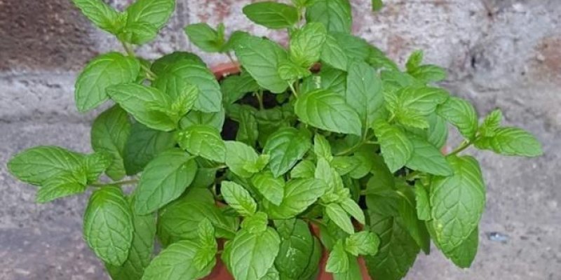 Duvarın önünde turuncu saksıda yeşil yaprakları canlı fesleğen var.