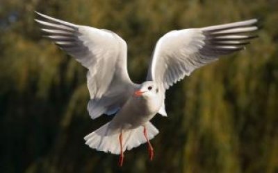 BİR MARTININ FERYADI