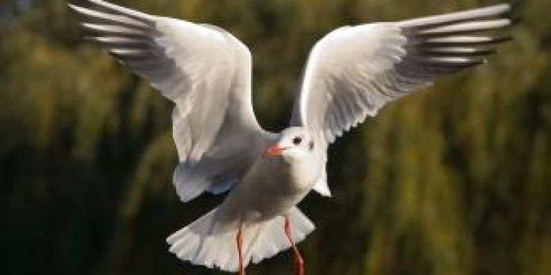 BİR MARTININ FERYADI