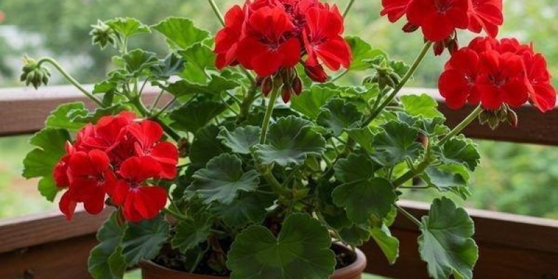 Kırmızı çiçek açmış bir sardunya saksısı. Saksı kahverengi plastik ve altında tabağı var; bitkinin çok sayıda yuvarlak, dilimli yeşil yaprağı ve uzun sapların ucunda demet halinde parlak kırmızı çiçekleri görülüyor. Saksı, ahşap bir balkon korkuluğunun önünde duruyor; arka planda yeşil ağaçlar ve uzakta bir evin çatısı ile penceresi flu şekilde seçiliyor.