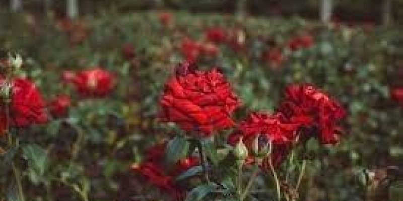 Kırmızı güllerle kaplı gül bahçesinde güllerin koyu yeşil, canlı yaprakları var.