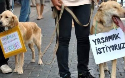 HAYVANLAR VE İNSANLAR