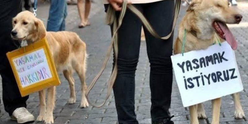 İki köpek, boyunlarında pankartlar asılı. Sol taraftaki köpeğin pankartında "Yaşamak her canlının hakkıdır" Sağ taraftaki köpeğin pankartında "Yaşamak istiyoruz" yazıyor. Bir kişi köpeklerin tasmasını tutuyor. Arka planda yürüyen insanlar ve taş döşeli bir zemin görülüyor. Hayvan hakları ile ilgili bir protesto veya etkinlik.