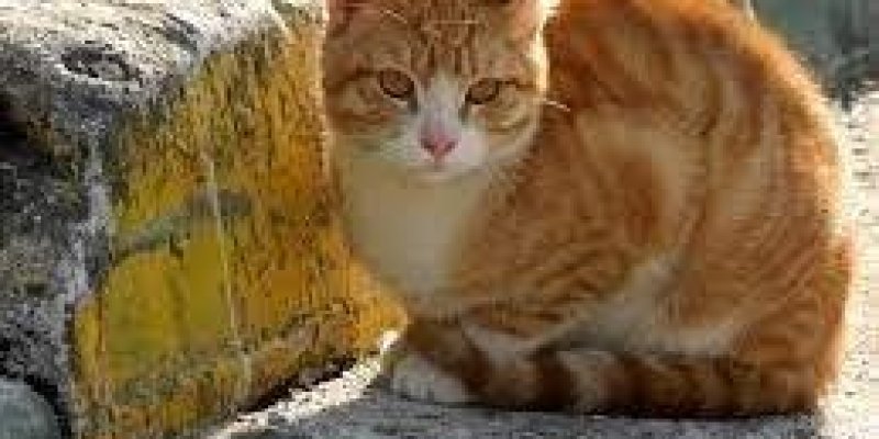 Güneşli, açık havada gri taşın üzerinde duran sarı beyaz renkli bir kedi duruyor.