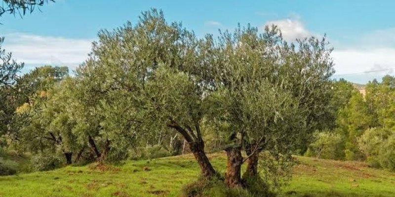 Zeytin ağaçlarıyla dolu bir alan. Ağaçlar, yeşil yaprakları ve kıvrımlı gövdeleriyle dikkat çekiyor. Zemin, yeşil çimenlerle kaplı ve hafif engebeli. Arka planda daha fazla ağaç ve mavi gökyüzünde birkaç beyaz bulut var.