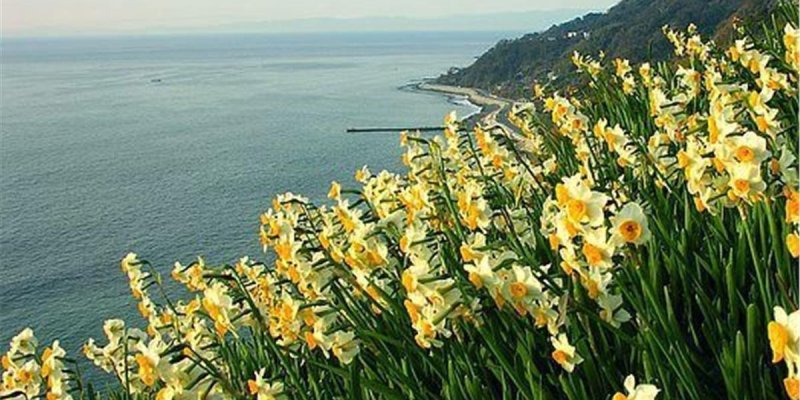 Deniz kıyısına bakan bir yamaçta, ön planda yoğun şekilde açmış nergis benzeri çiçekler. Çiçeklerin yaprakları beyaz, orta kısımları sarı-turuncu; uzun ve ince yeşil yaprakların arasından yükseliyorlar. Orta ve arka planda sakin bir deniz ve kıyı şeridi boyunca uzanan bir yol; sağ tarafta ağaçlık, koyu yeşil bir yamaç denize doğru iniyor. Gökyüzü açık ve hafif bulutlu, ufuk çizgisi belirgin.