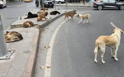İNSANIN KİBRİ