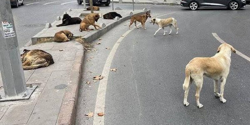 Bir sokak köşesi. Yolda ve kaldırımda birçok sokak köpeği. Yatan ve oturan, yolda yürüyen köpekler. Arka planda birkaç araba ve bir trafik lambası, kaldırımda bir elektrik direği de dikkat çekiyor. Köpekler sakin ve rahat görünüyor.