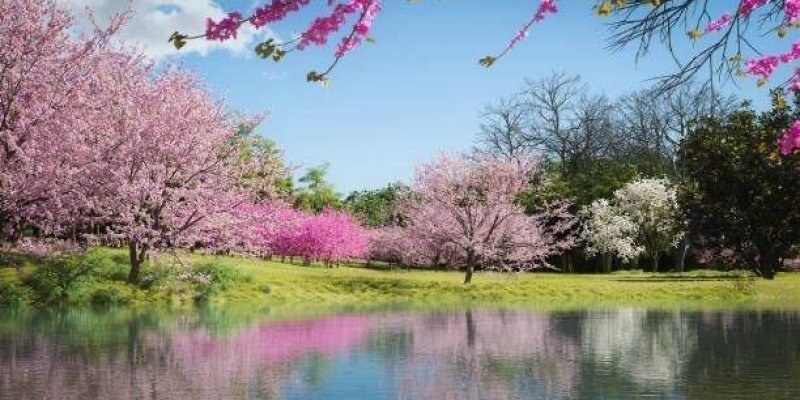 Bir göletin kıyısında, bahar çiçekleri açmış pembe ve beyaz ağaçlarla dolu bir park manzarası. Gölet suyu durgun görünüyor ve kıyıdaki ağaçların pembe-beyaz renkleri suya yansıma yapıyor. Sol tarafta büyük, yoğun pembe çiçekli ağaçlar; orta kısımda daha parlak fuşya tonunda çiçek açmış bir grup ağaç. Sağ tarafta beyaz çiçekli bir ağaç ve arkasında yapraksız, koyu renkli dalları olan daha büyük ağaçlar. Kıyı boyunca açık yeşil çim alan uzanıyor. Gökyüzü açık mavi ve üst kenarda kadraja giren pemb