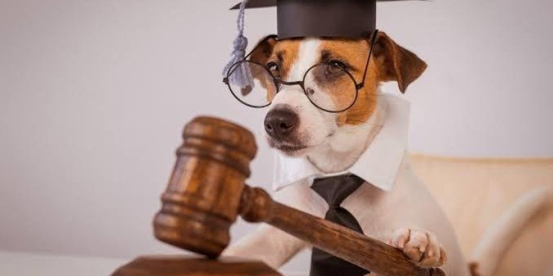 Bir köpek hakim cübbesi giymiş. Başında bir mezuniyet kepi var ve gözlük takıyor. Önünde bir masa üzerinde büyük bir hâkim tokmağı bulunuyor. Köpeğin ciddi bir ifadesi var ve sanki bir mahkeme salonunda hakimlik yapıyormuş gibi bir mizansen oluşturulmuş.