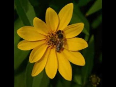 EĞİTİM DİREKTÖRÜ FATOŞ FLOYD