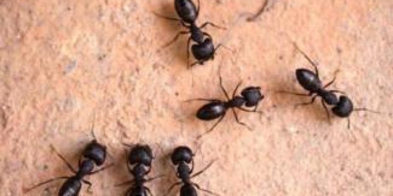 Doğal Ürünlerle Doğal yoldan Kara böcek ve Karıncalar için İlaç Denemek İster misiniz?