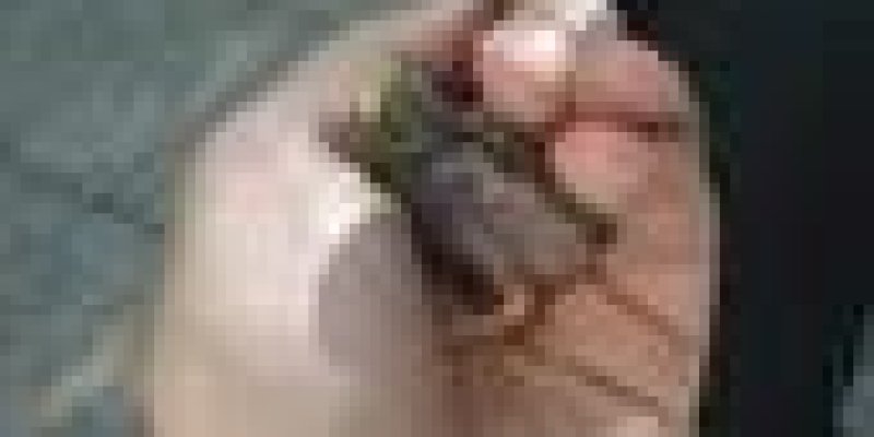 Sol avucu yarı açık şekilde yavru kurbağa tutan bir el.