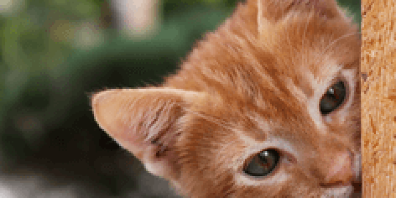 Sadece kafası görünen Sarı beyaz bir kedi ahşap bir kapının kenarından kafasını uzatmış karşıya doğru bakıyor.