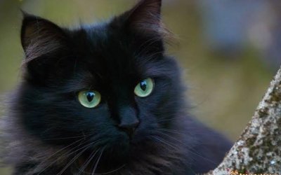 KARA KEDİCİK