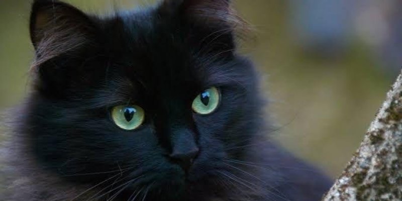 Parlak yeşil gözlü siyah tüylü bir kedi. Tüyleri oldukça kabarık ve parlak. Arka planda bulanık bir doğa manzarası var, bu da kediyi ön plana çıkarıyor. Kedinin ifadesi sakin ve dikkatli. Sağ alt köşede "Minavalyo" yazısı bulunuyor.