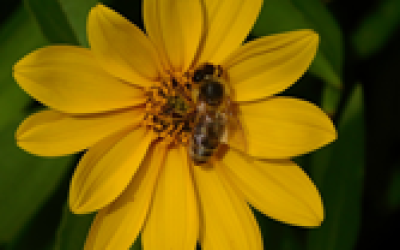 EĞİTİM DİREKTÖRÜ FATOŞ FLOYD