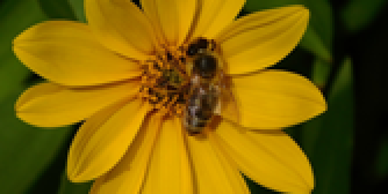 EĞİTİM DİREKTÖRÜ FATOŞ FLOYD