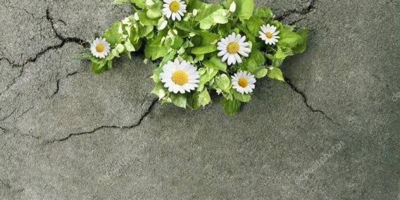 Çatlamış gri bir beton yüzeyin ortasında büyüyen papatyalar, yeşil yapraklarla çevrili ve beyaz yaprakları ile sarı merkezleri olan çiçeklerden oluşuyor. Çatlaklar, beton yüzeyde doğal bir desen oluşturmuş ve papatyalar bu çatlakların arasından çıkmış.