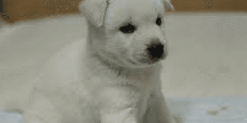 Beyaz tüylü, sevimli bir yavru köpek, yumuşak bir yüzeye oturmuş ve dikkatle bir yere bakıyor. Yavrunun kürkü oldukça parlak ve gözleri merakla dolu.