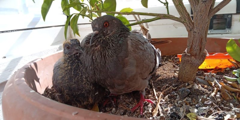 Güneşli dış mekanda büyük bir çiçeğin olduğu saksının içinde iki tane gri tonlarında orta boy kuş birbirine yakın şekilde duruyor.