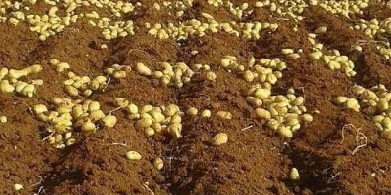 Patateslerle kaplı sürülmüş bir tarla. Toprağın üzerinde çok sayıda sarımsı patates, tarla boyunca sıralar halinde uzanıyor. Uzak tarafta birkaç kişi eğilerek patates topluyor. Daha ileride bir traktör. Arka planda geniş, düz bir kırsal alan ve ufuk çizgisi.