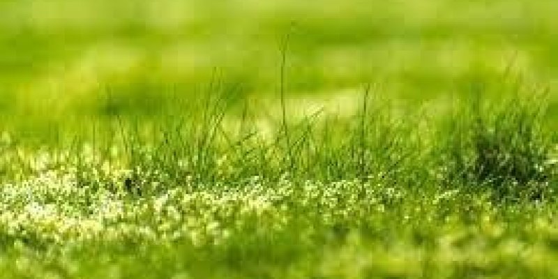 Yeşil çimenlerle ve sarı çiçeklerle kaplı güneşli doğal bir ortam.