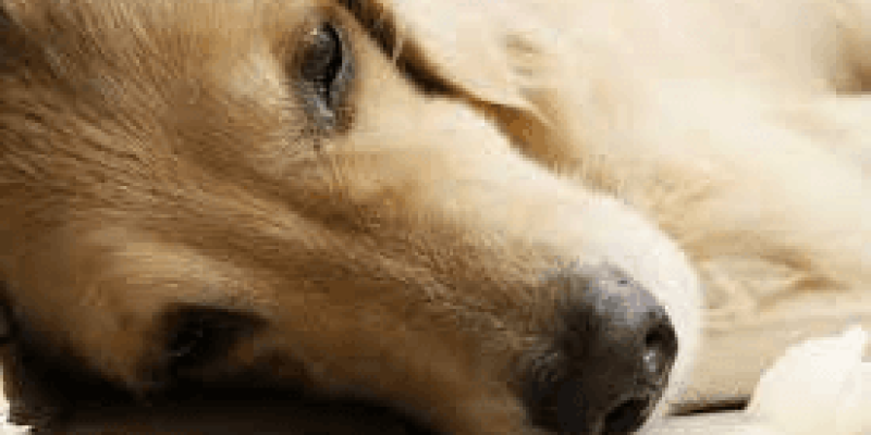 Büyük sarı bir köpek yere yan yatmış. Köpeğin kafası yandan görünüyor. Köpek yorgun ve durgun görünüyor.