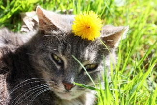 Güneşli bir havada otların arasında gri renkli bir kedi var. Kedinin kafasının ortasında sarı bir çiçek görünüyor.